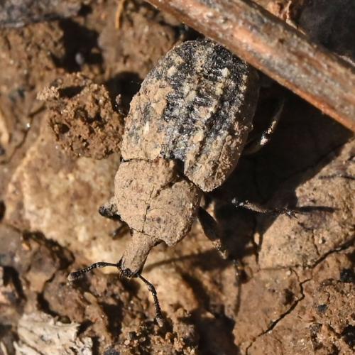 Minyops carinatus